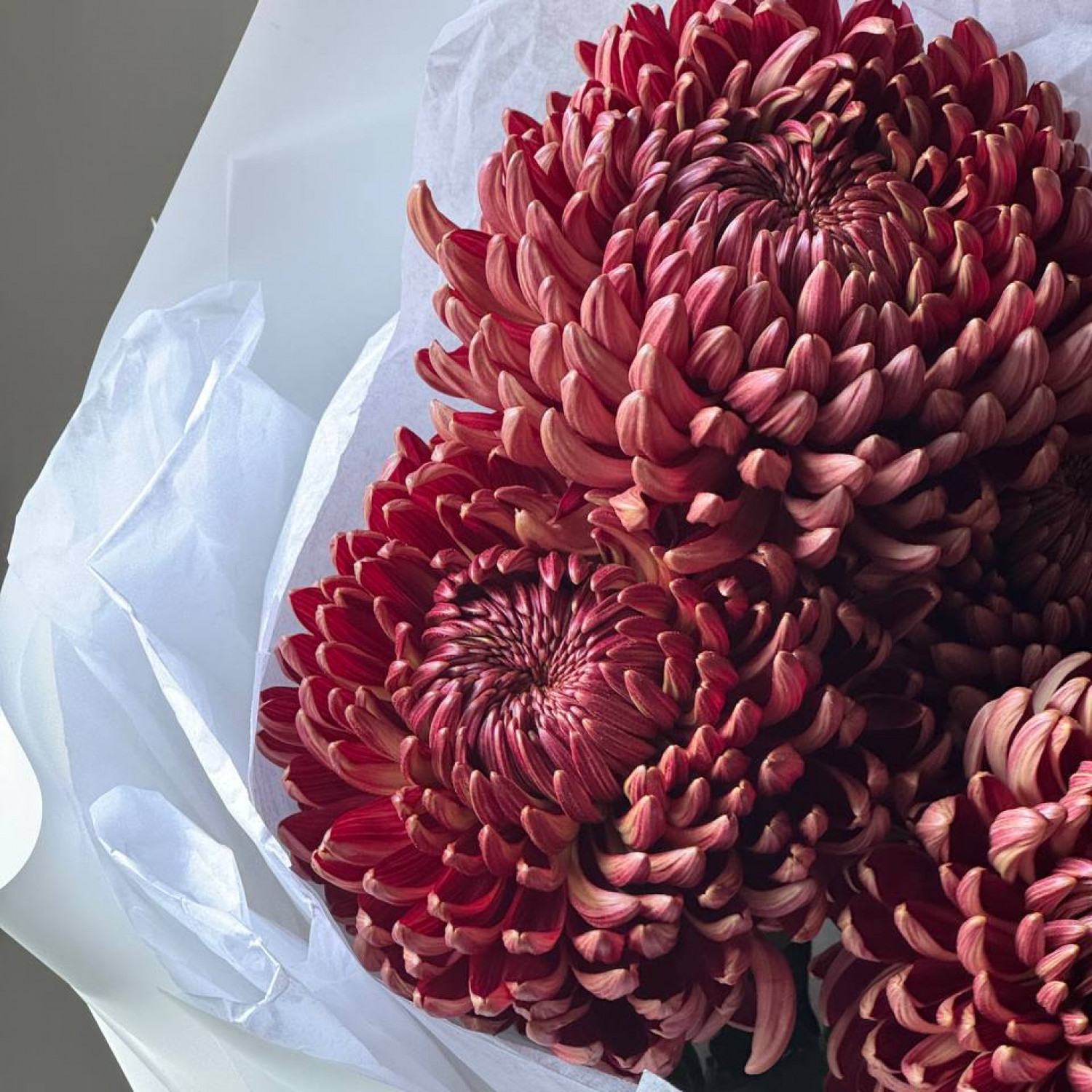 Монобукет из 5 Хризантем Бигуди