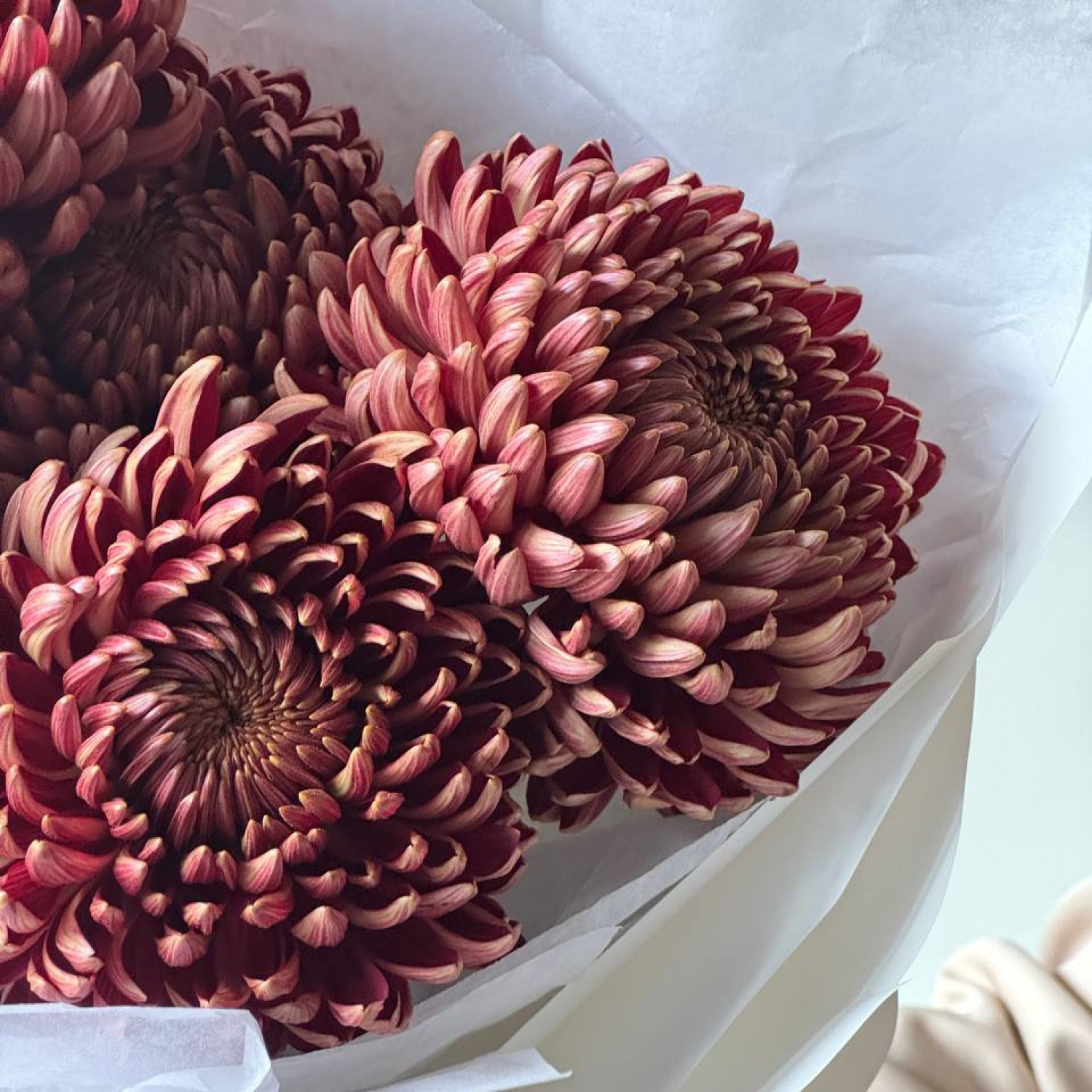 Монобукет из 5 Хризантем Бигуди