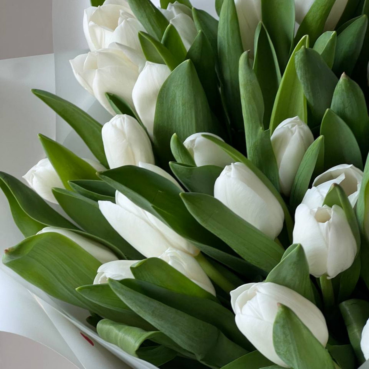 Монобукет из 39 белых тюльпанов №33