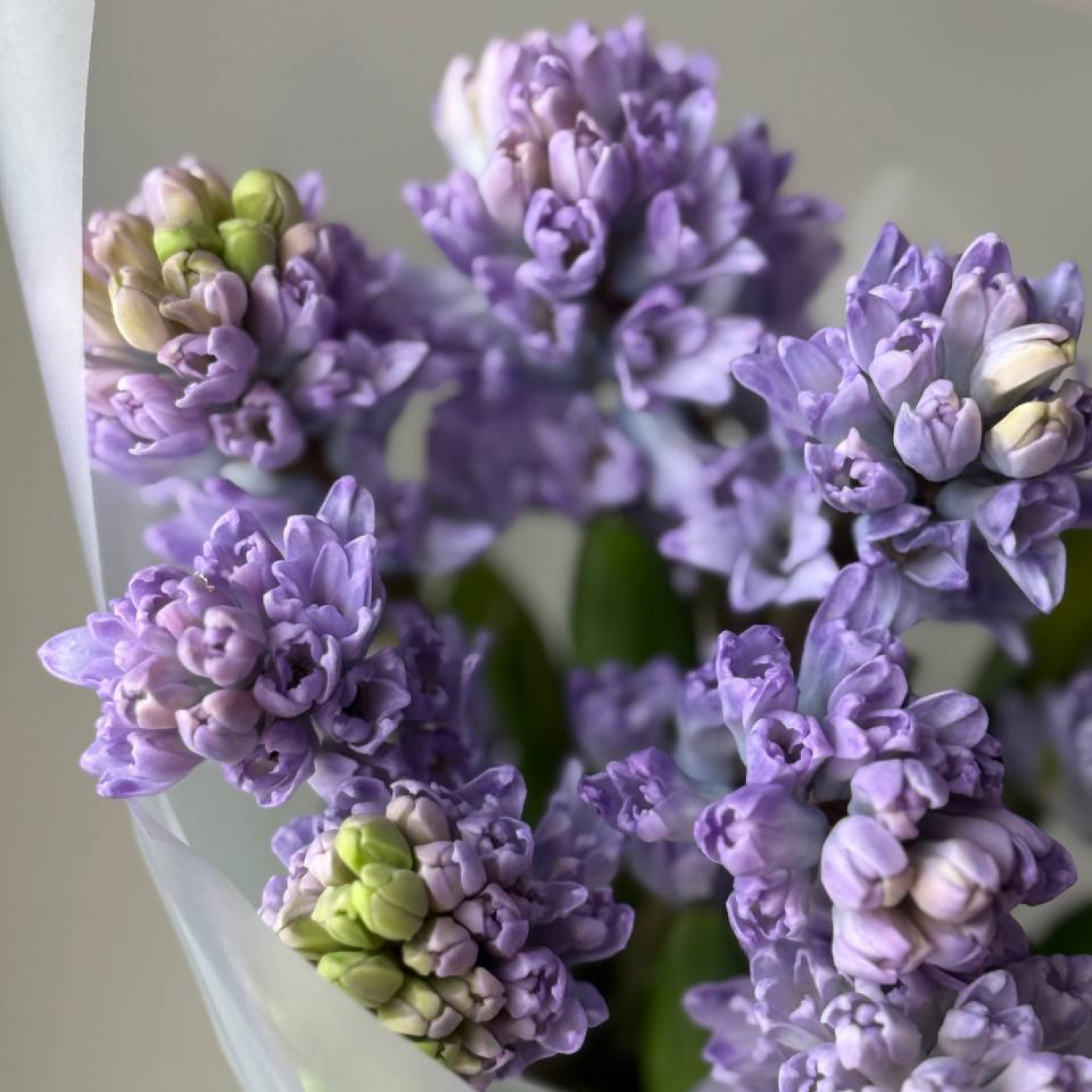 Монобукет из 9 лавандовых гиацинтов 203
