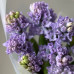 Монобукет из 9 лавандовых гиацинтов 203