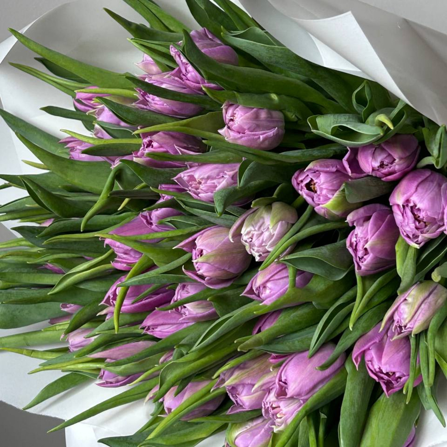 Монобукет из 49 пионовидных тюльпанов