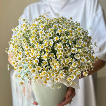 Композиция в коробке из кустовых ромашек №102 Композиция в коробке из кустовых ромашек №102