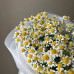 Монобукет из 15 кустовых ромашек №107