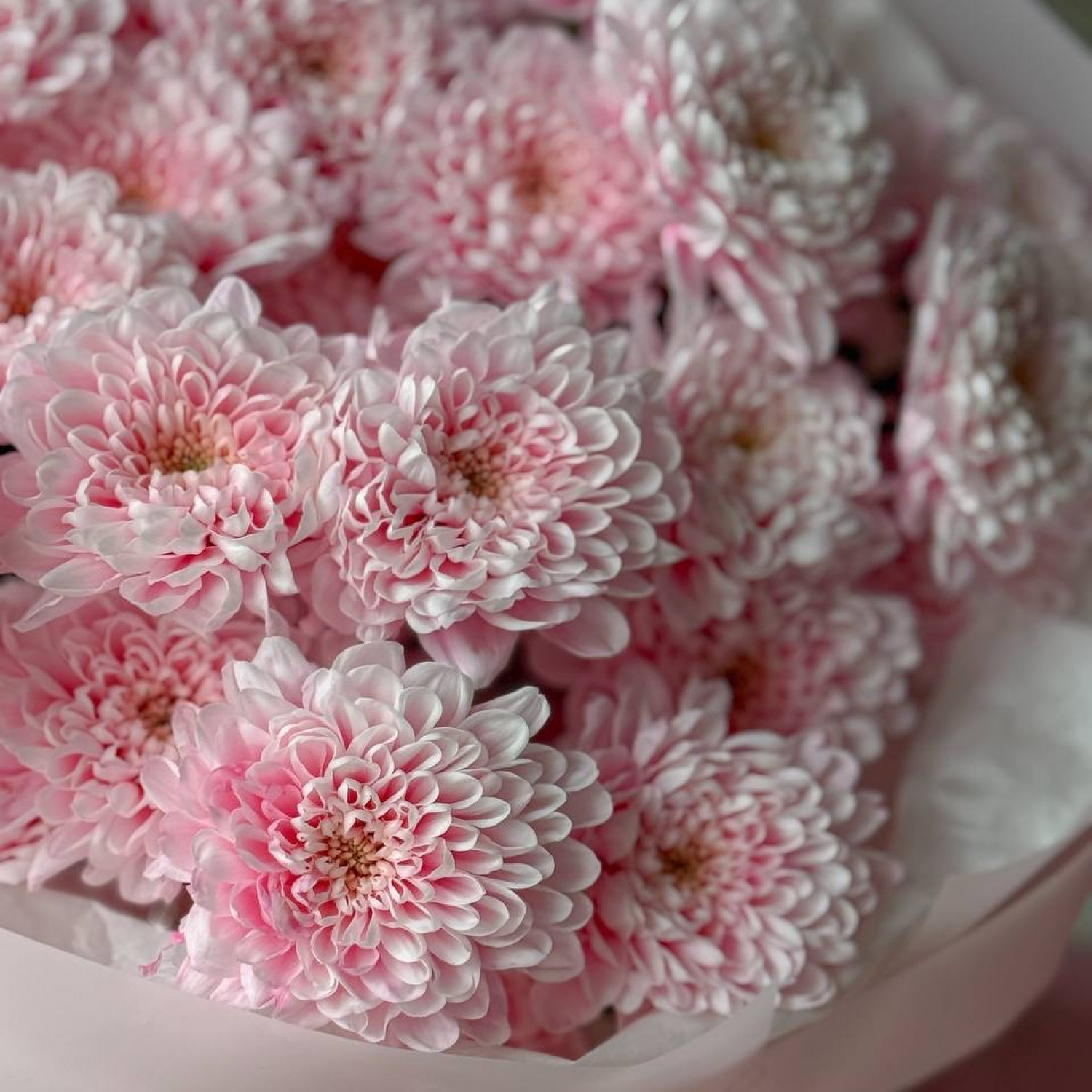 Монобукет из розовых крашенных хризантем 285