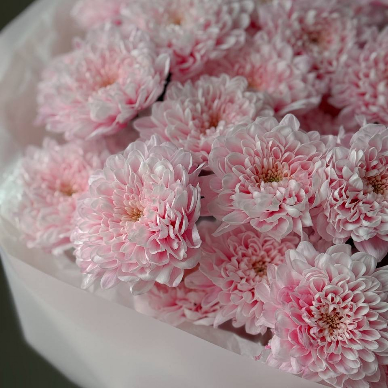 Монобукет из розовых крашенных хризантем 285