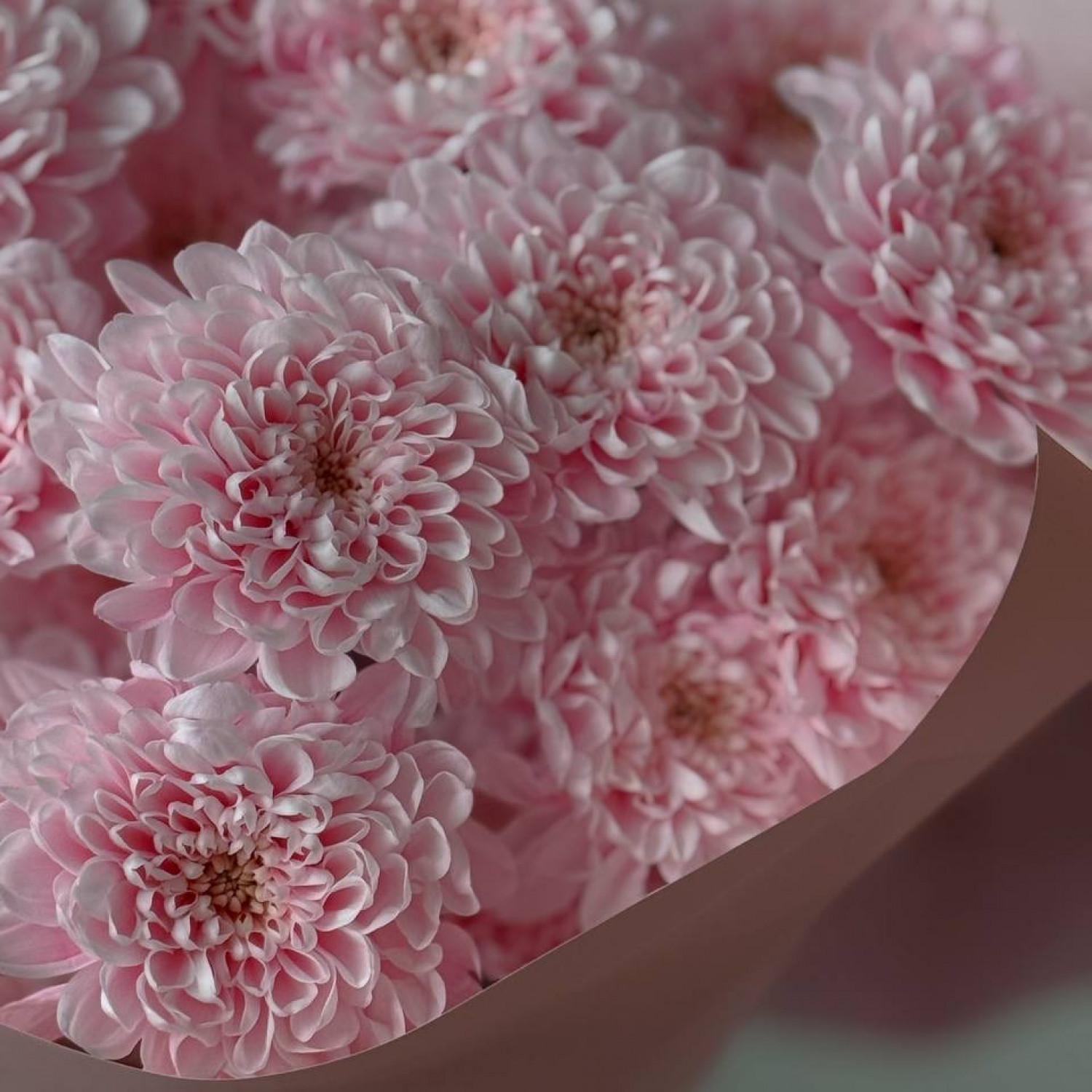 Монобукет из крашенных хризантем 284