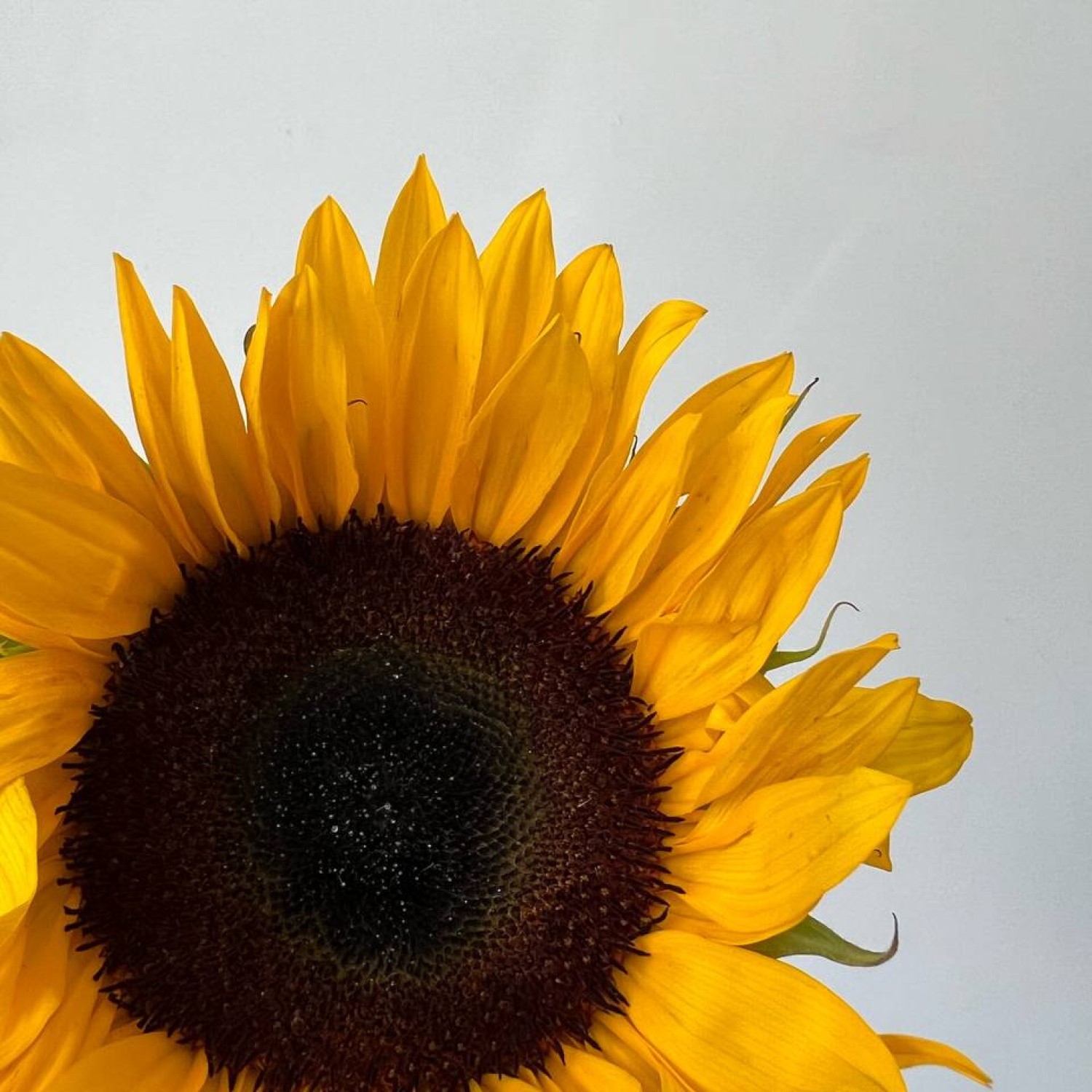 Букет из 9 подсолнухов