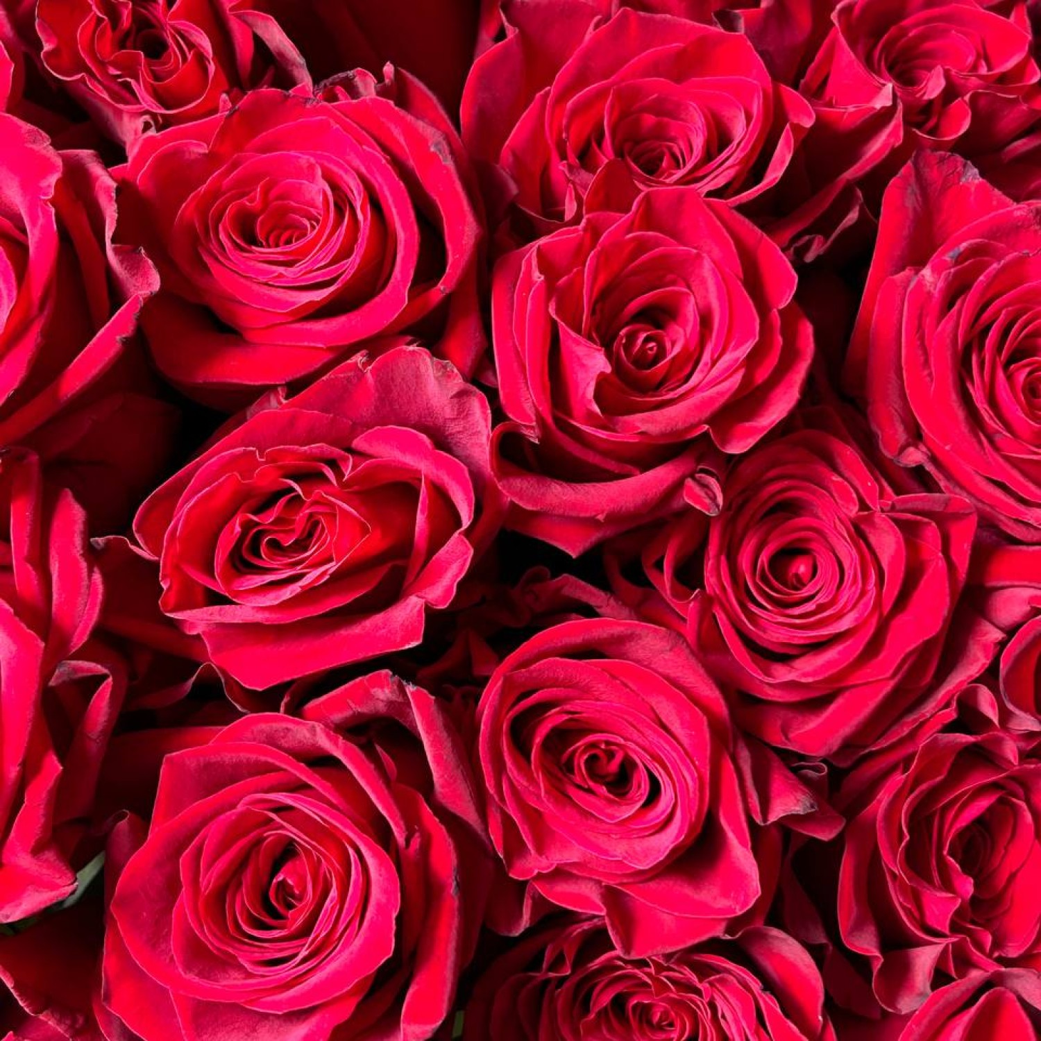 Букет их 51 красной розы 70 см