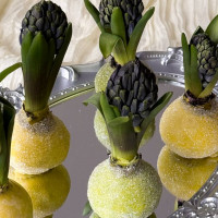 Луковица гиацинта в воске микс САЙТ