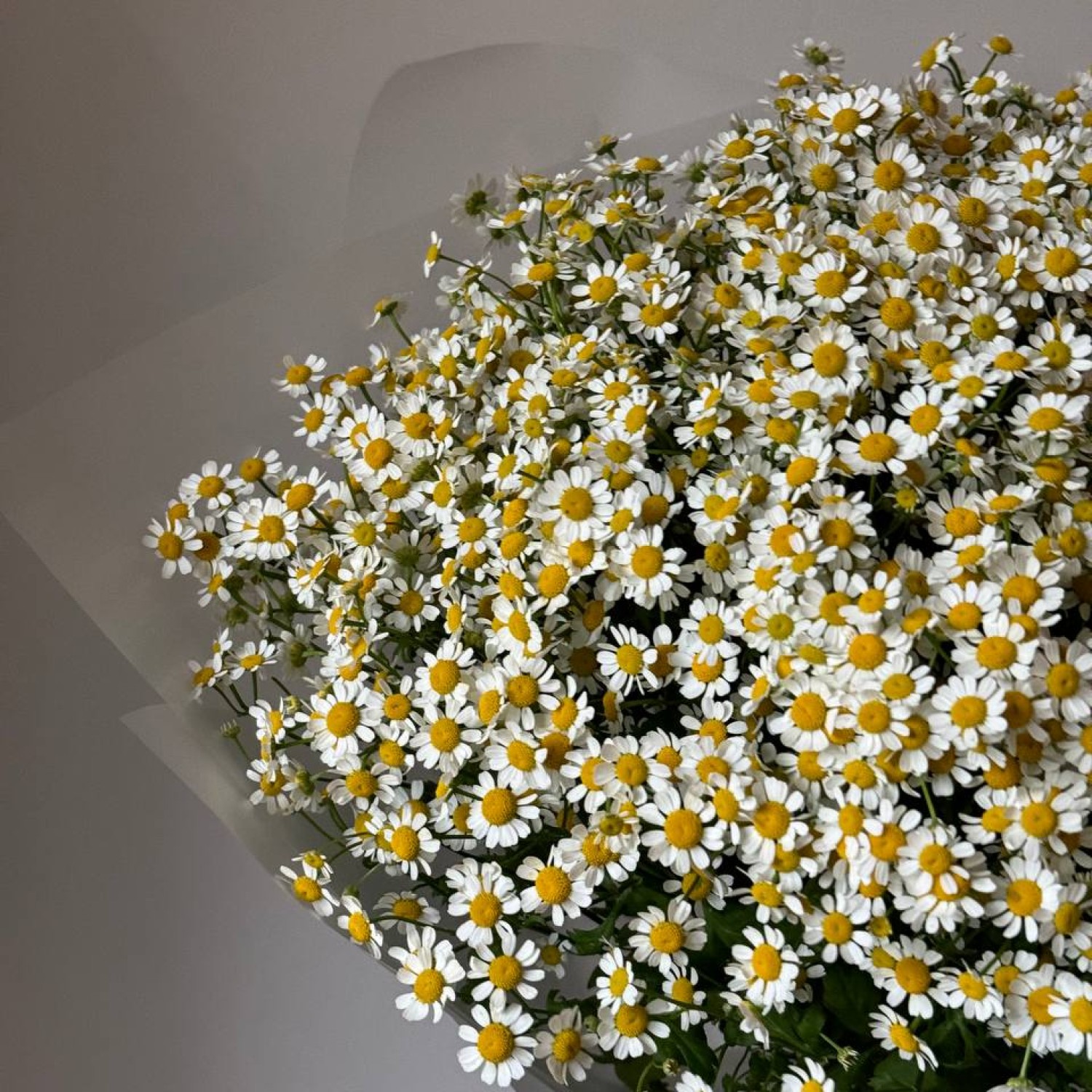 Монобукет из 39 кустовых ромашек