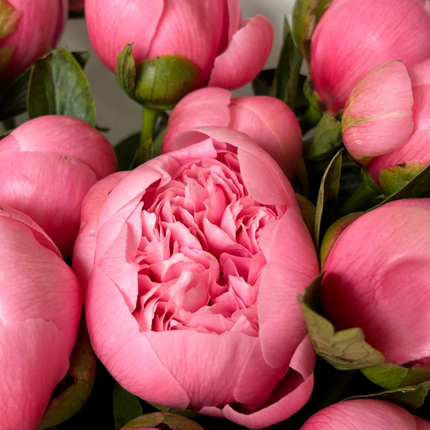 Монобукет из 15 розовых Пионов