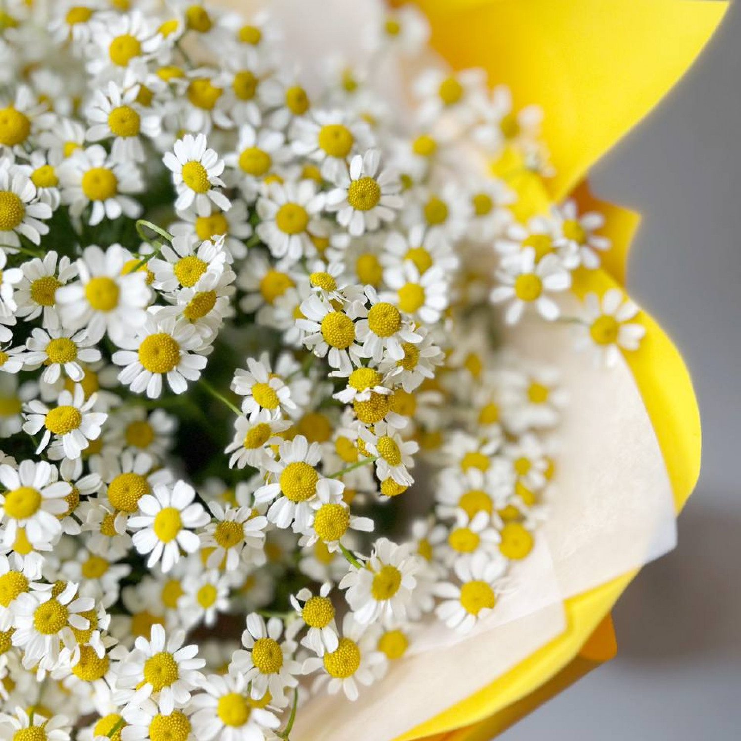 Монобукет из 15 кустовых ромашек № 41