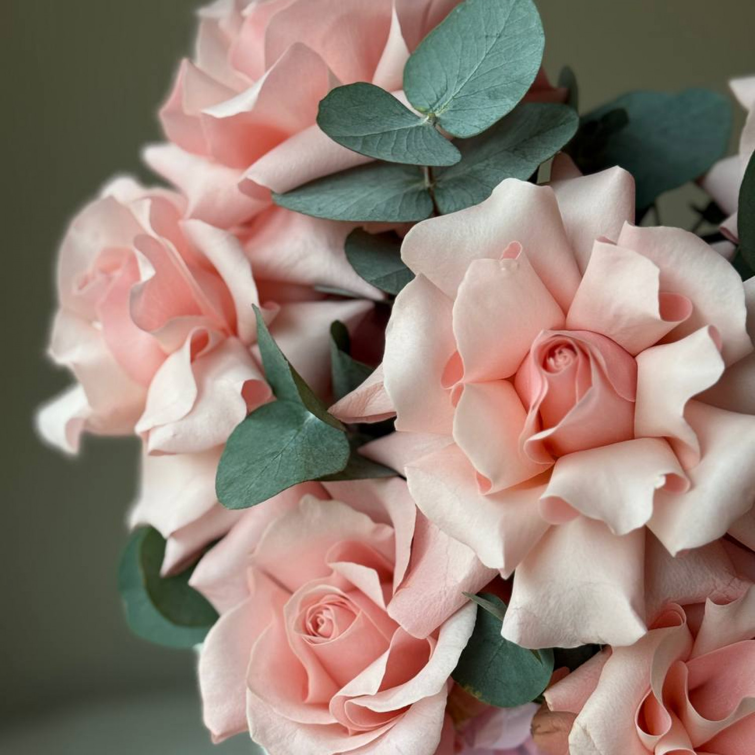 Коробка из 7 нежных французских роз с эвкалиптом 005